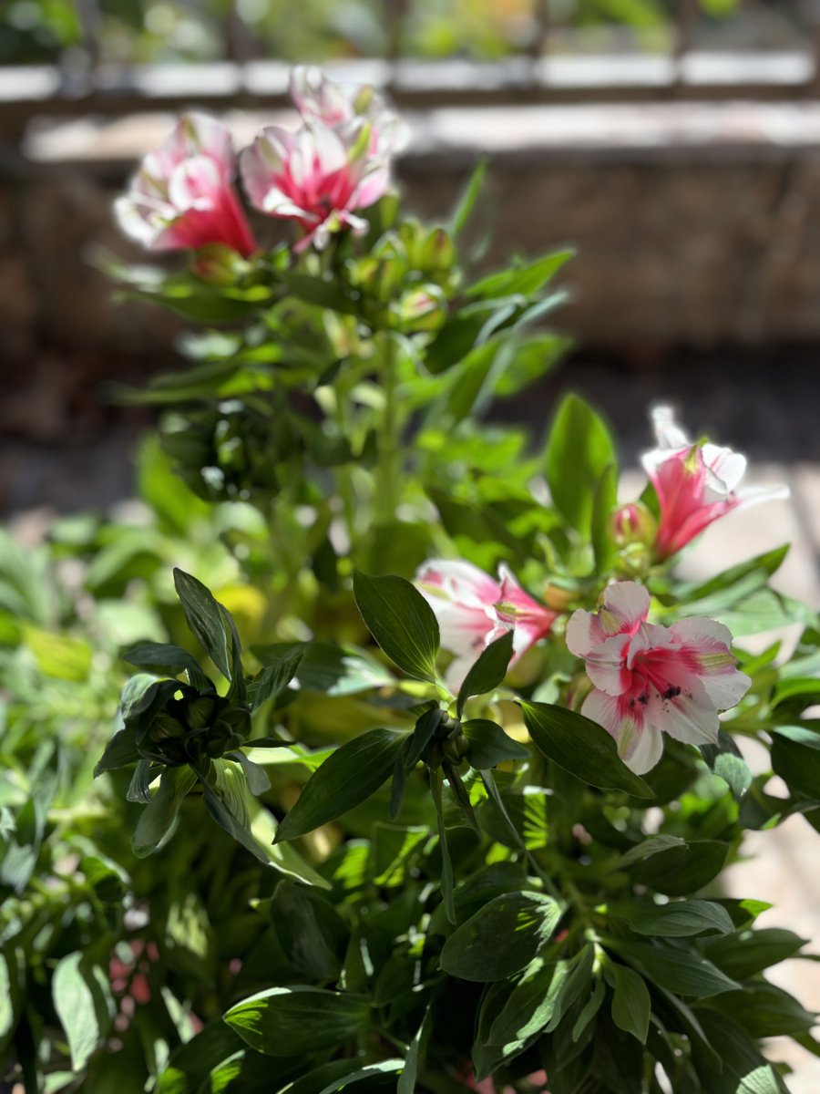 IvanGaidarov's tweet photo. #Spring has arrived 🌸
Our #Saint_Mary’s #Lily has began blossoming 👌
Alstroemeria ligtu
📷 Own https://t.co/eRphuj1gKB