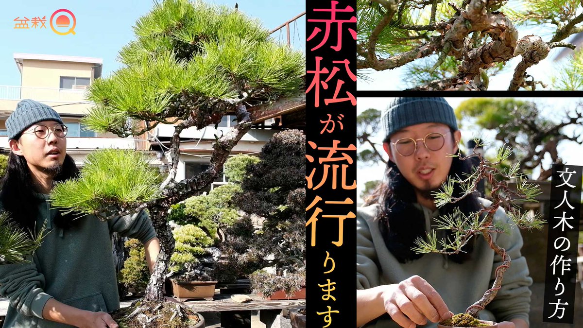 赤松 盆栽 文人木 赤石赤松 文人木の盆栽を販売｜盆栽妙 – 盆栽妙 本店