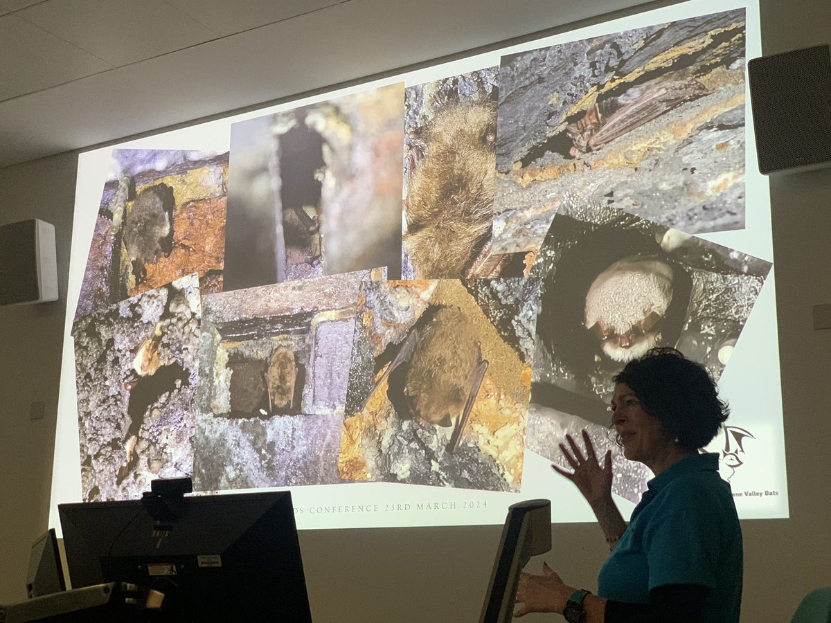 Huge variety of roost features in disused railway tunnels that Nene Valley Bat Group found occupied. Juliette Butler would love to know how some of the bats get into the positions they’re found in! #MidsBatConf