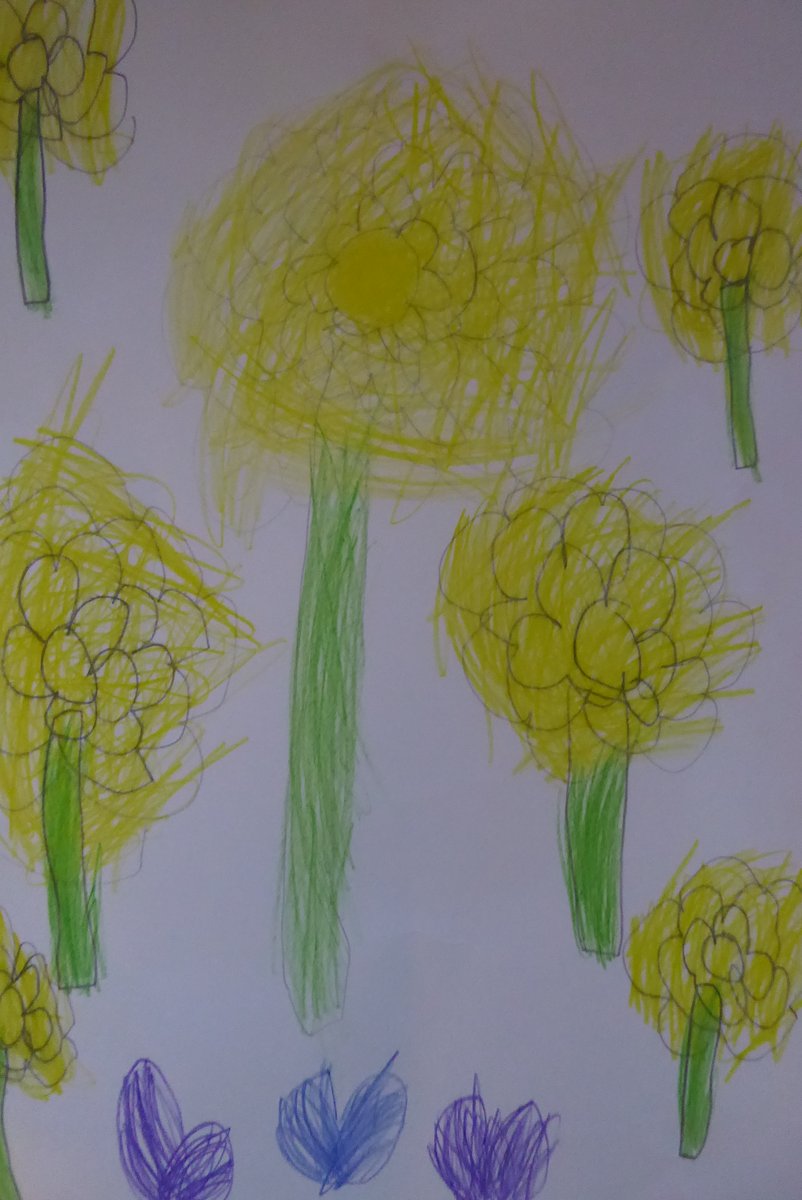 Observational drawing of daffodils in Reception. Lovely detail. #EYFS
