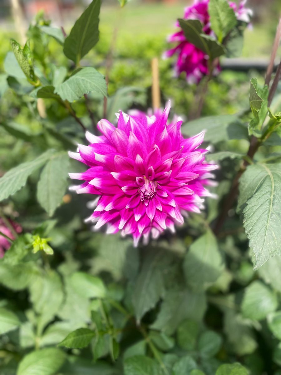 The massive dahlias in Chandigarh 🇮🇳 🌺