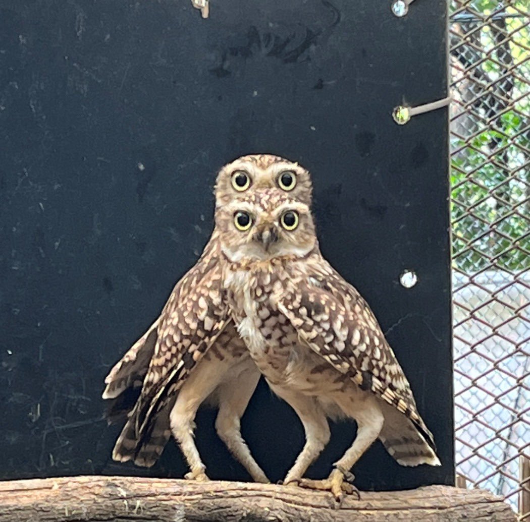 risoukyu's tweet image. 大宮公園動物園のアナホリフクロウの写真、一瞬別の生き物みたいに見えて良すぎる
parks.or.jp/omiyazoo/guide…