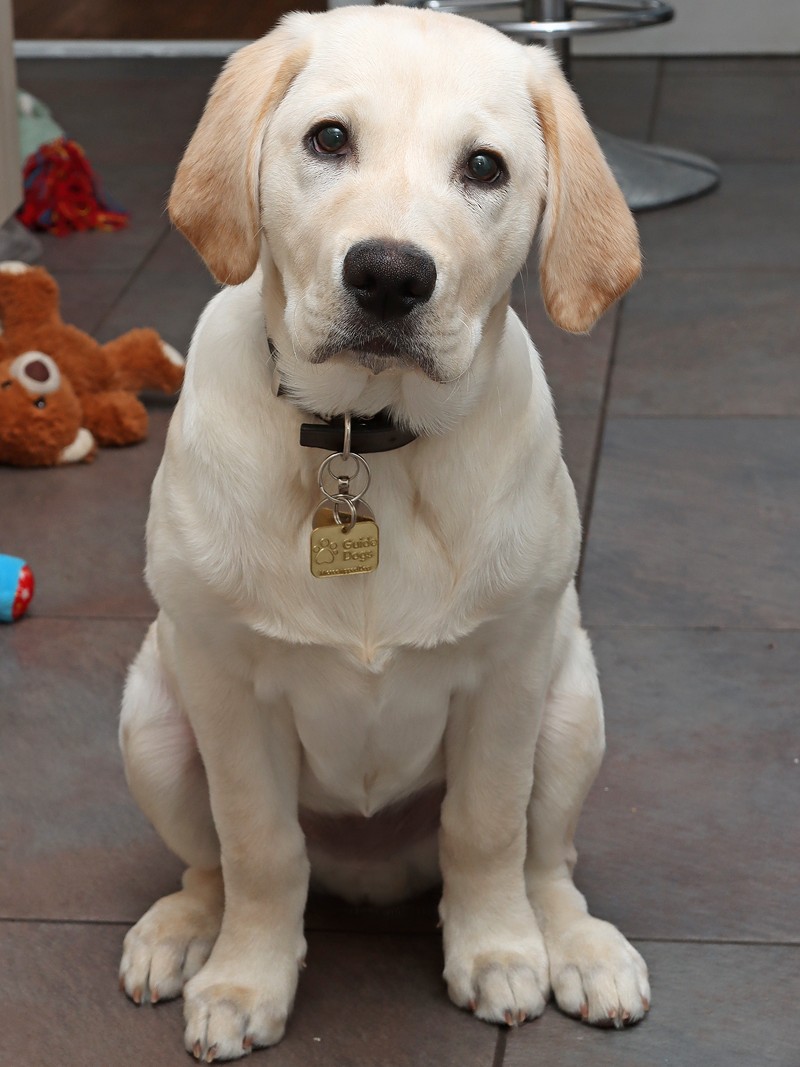guidedogs's tweet image. Celebrate #NationalPuppyDay and start fundraising to name a guide dog puppy like Pablo! 😍 

Create a buzz in your workplace, school or with friends and family by coming together to name a future life-changer 👉 guidedogs.org.uk/nameapuppy