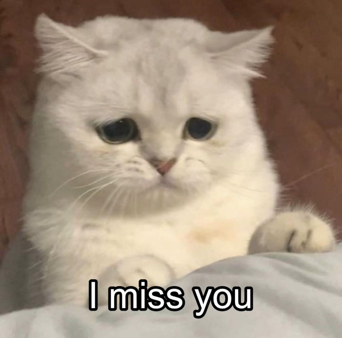 PostsOfCats's tweet photo. https://t.co/kaTNajZraH