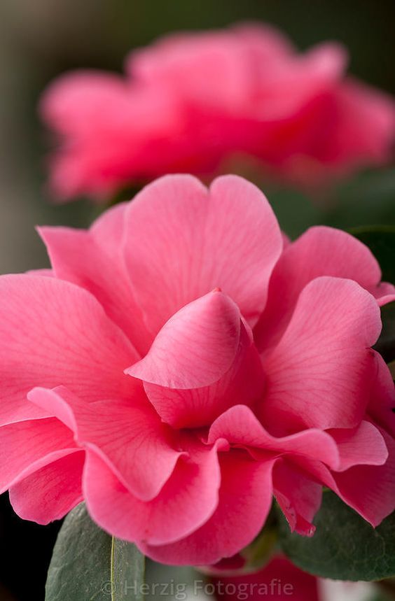 Monica AS tweet media