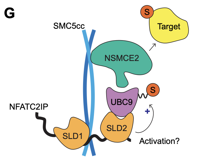 New durocher lab paper! Final version of @TiffCho's work on charting the genetic architecture of SUMO E1 inhibition and characterization of NFATC2IP is now published (open access) 1/5 genesdev.cshlp.org/cgi/content/lo…