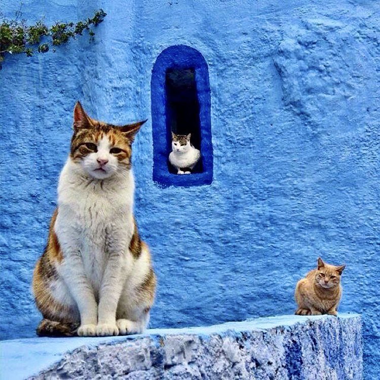 BaytAlFann's tweet photo. Chefchaouen شفشاون, is a city in northwest Morocco. It is renowned for its buildings in shades of blue, for which it is nicknamed the "Blue City.”

Chefchaouen is a cat city. Cats can be found everywhere - from markets to restaurants #Caturday

A thread on cats in Chefchaouen… https://t.co/yxYGywpKdk