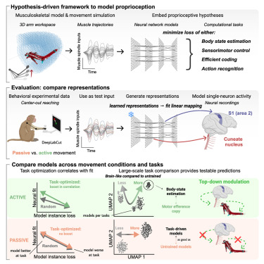 thmonk_pf's tweet image. 課題駆動型neural networkを用いサルの一次体性感覚野と楔状束核の固有知覚の神経dynamics予測に成功

手先やArmの位置/速度予測が固有知覚表現を最もよく説明する計算課題

NNの内部表現を生物活動評価に使う手法は一般化しそう

OA

#taskdriven
#proprioception
#papers 
doi.org/10.1016/j.cell…