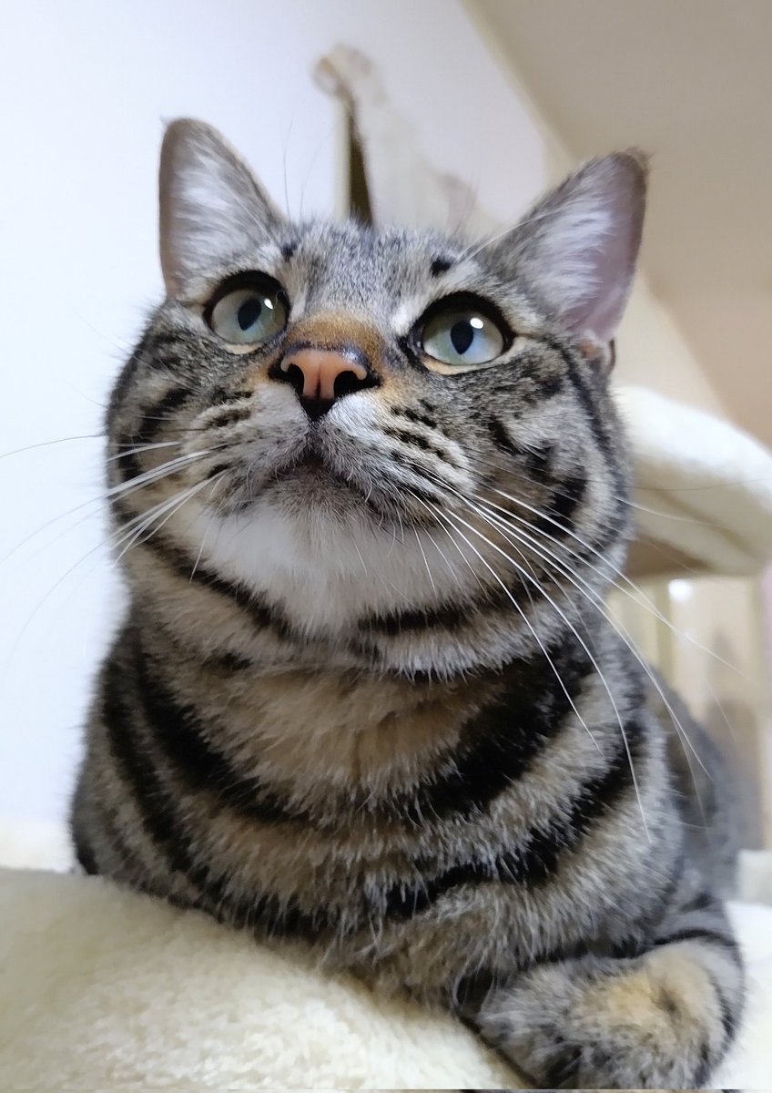 #キジ猫祭り2024
我が家の愛しい次男坊😊🩵💙