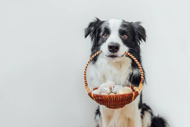 Next Saturday 30th March we will be at the National Horse Racing Museum for their doggie-themed Easter Paw-ty! We'd love to have more volunteers (with and without their friendly dogs). So please come and say hello. #AnimalCompanionshipSupportServices #ACSS #VolunteersNeeded
