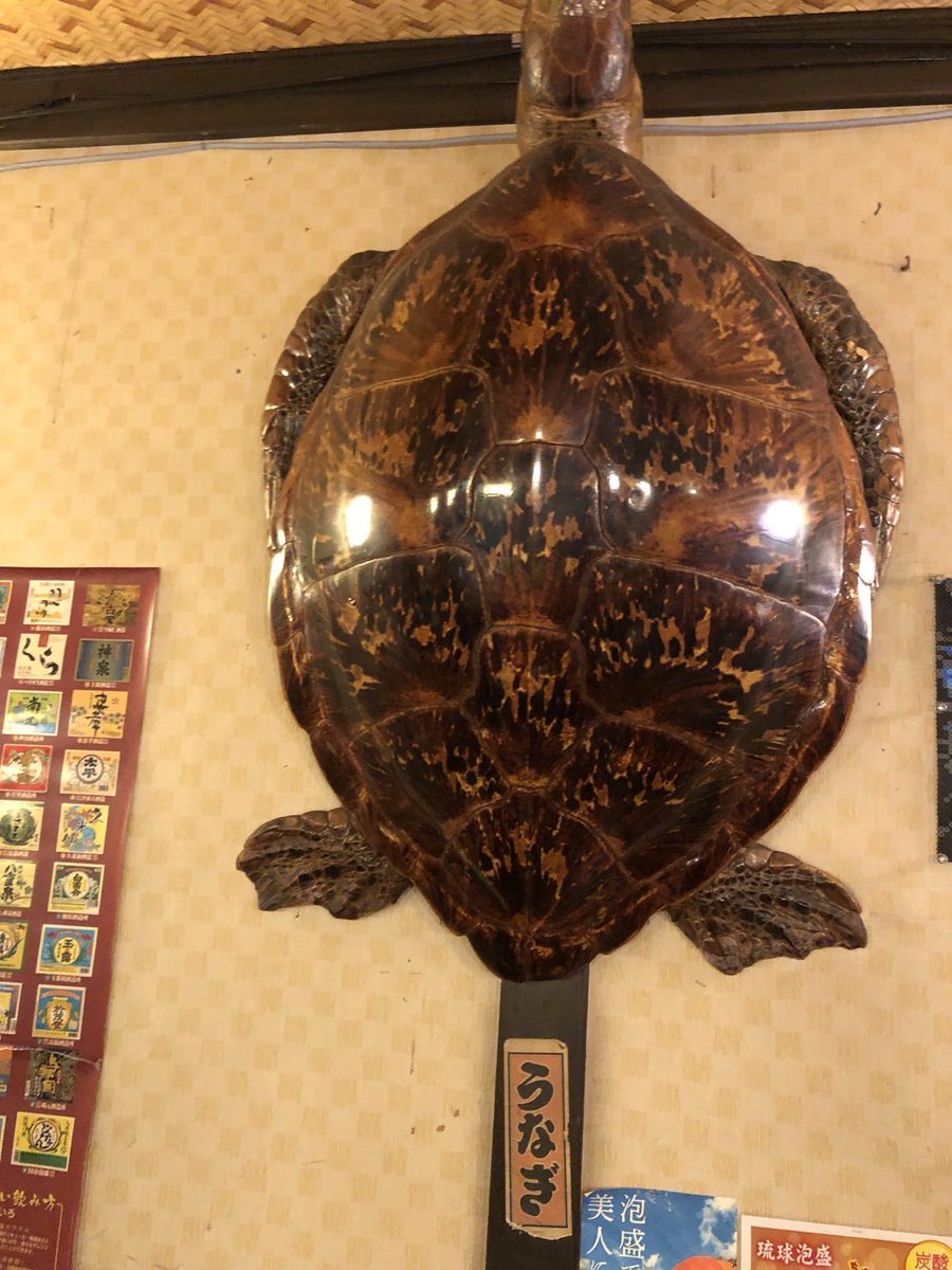 希少】剥製 アオウミガメ 海亀 ハクセイ ワシントン条約 段々値下