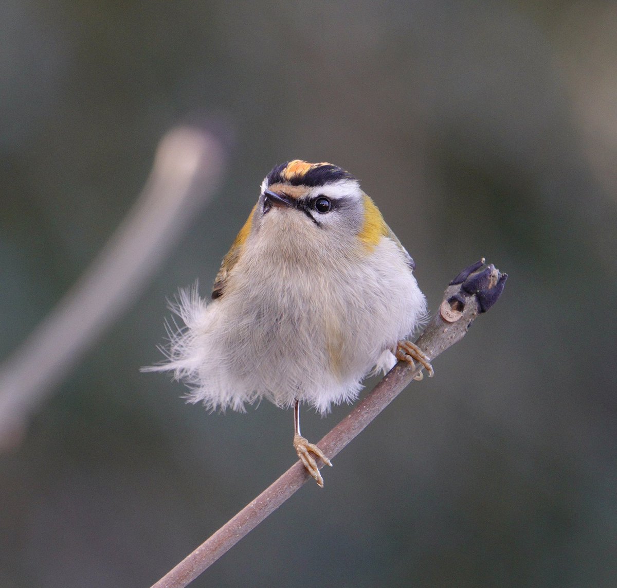 lynda_lambert's tweet photo. @EcolaEvans @BC_WestMids @WorcsWT 7.45am and out for a walk from home looking for the flock of Siskins @WildlifeStuff alerted me to.Only saw a few in the trees mentioned but the Merlin app told me #Firecrests were nearby.I started psst pssting, sure enough one appeared immediately closely followed by two more. https://t.co/vS3KxFTFWZ