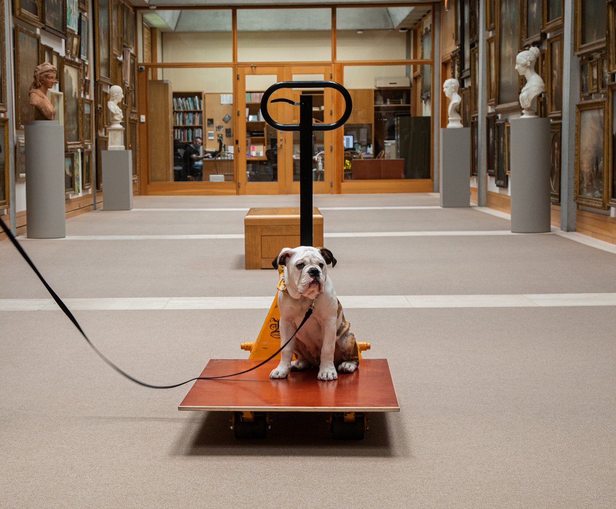 On #NationalPuppyDay, we are reminiscing about Handsome Dan's visit to the Yale Center for British Art in 2021. You're still a puppy to us, Dan! 💞 Image details: Handsome Dan visiting the Yale Center for British Art, photos by Bernie Staggers #YaleBritishArt