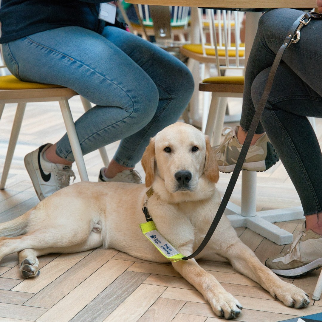 🐾Today is National Puppy Day🐾 Meet Briar, Phoebe, Claudia and Dan who are in training with @GuideDogs_NE🥹 We're incredibly proud to be able to continuously partner with Guide Dogs to assist in the training of their dogs! Show off your puppies in the comment section👇