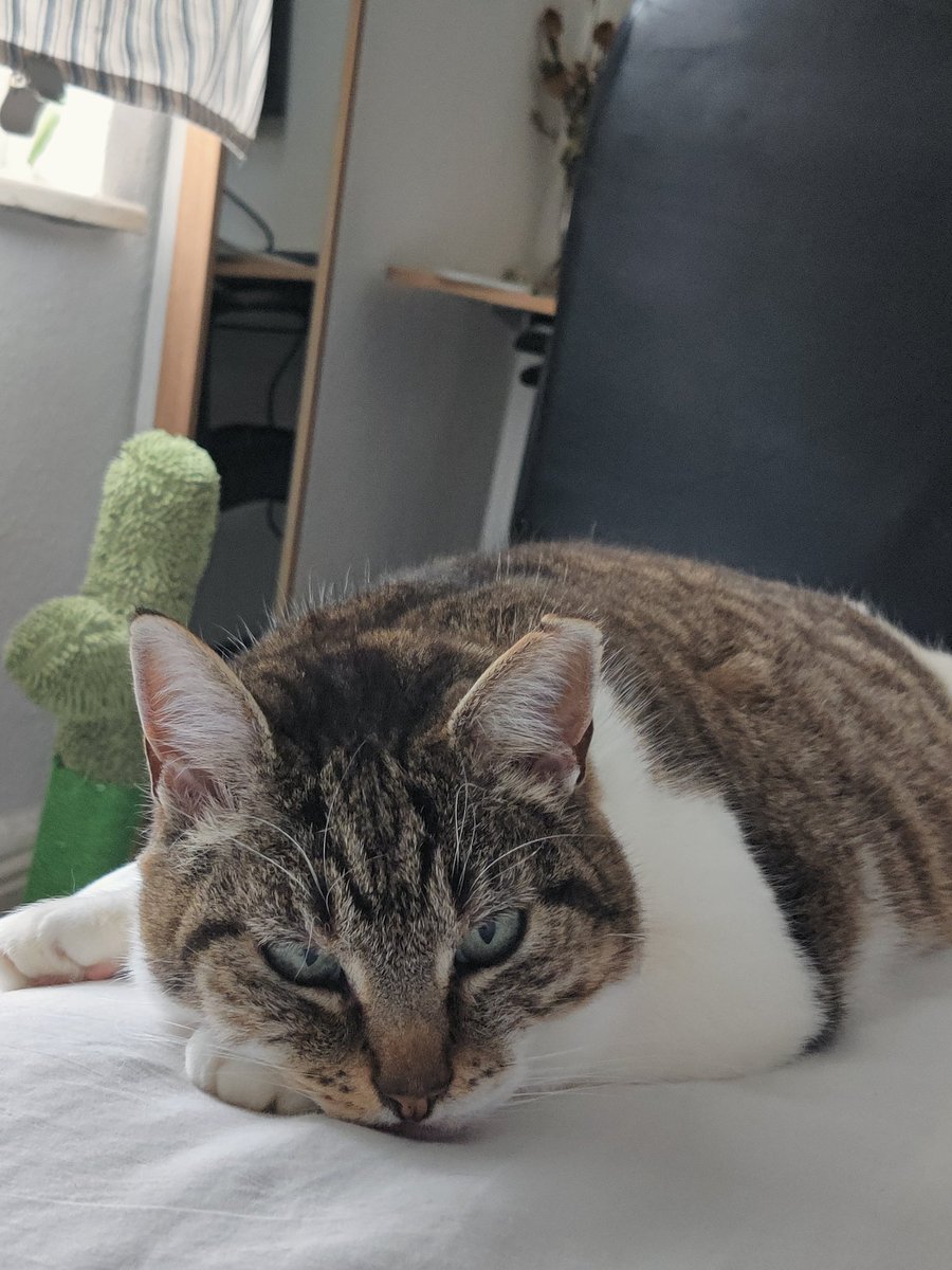 kvistros's tweet photo. Meow https://t.co/zsdbZisUNh