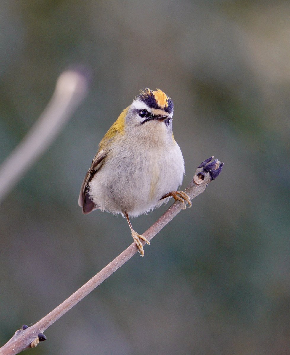 lynda_lambert's tweet photo. Lovely and sunny early this morning but #Firecrests seem to love shady perches. Very vocal at this time of year. https://t.co/iKWa23IpOh