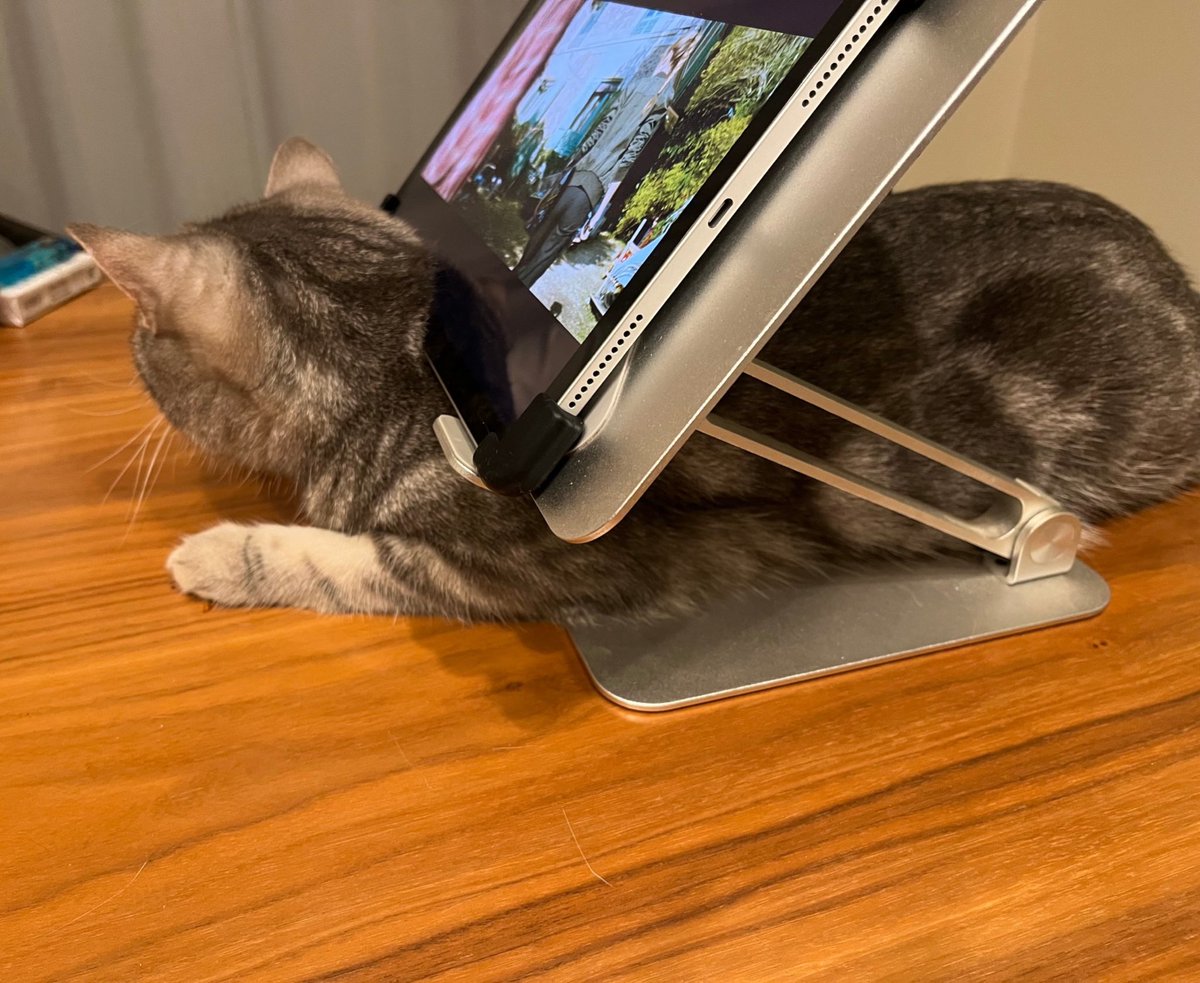 mojoko_frau's tweet photo. 職場にて、お仕事中に存在を猛アピールするマルちゃん🥰　職場にネコチャンがいるという福利厚生はメンタルにとても良いなあ〜と、しみじみ感じますね…！
#猫　#ねこのいる幸せ #猫好きさんと繋がりたい https://t.co/NedYH30Xq1