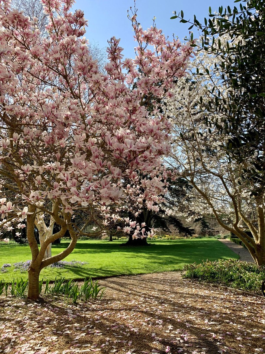 Here's one of our beautiful magnolia trees adorning our award-winning gardens 🌸 Have a lovely weekend everyone! @brownswordhotels