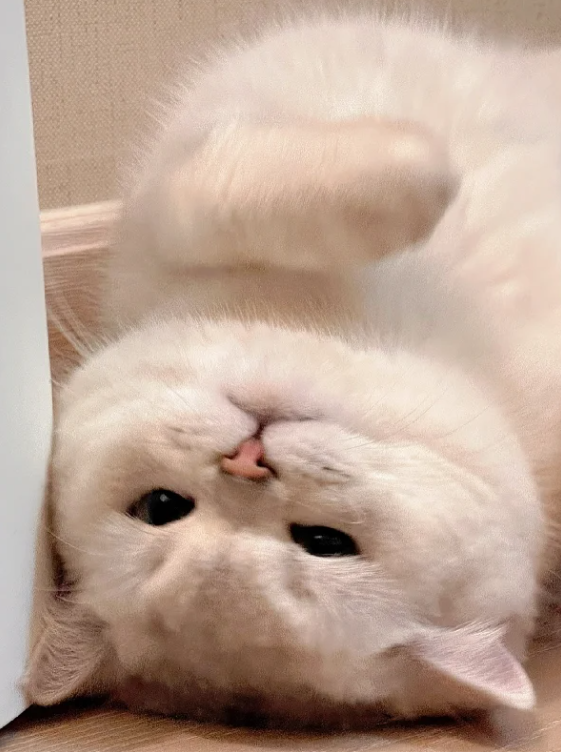 お腹を出している子猫を見ると癒されます。😊😊
