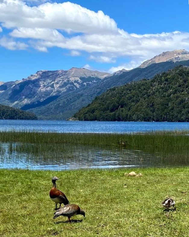 soymariche's tweet photo. Finde de espejos neuquinos #LagoFalkner, Camino de los 7 Lagos. Los cauquenes acompañan el día. #cariipereira 👏🏼 #BuenSabado twitter! Patagonia Argentina 🪿🛶🌄😉 https://t.co/8RKAXjUQJq