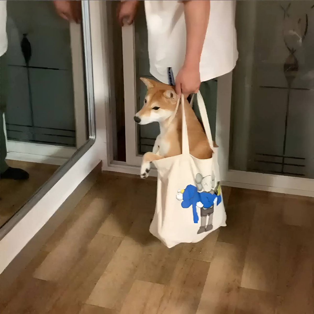 Dogwifbag tweet media