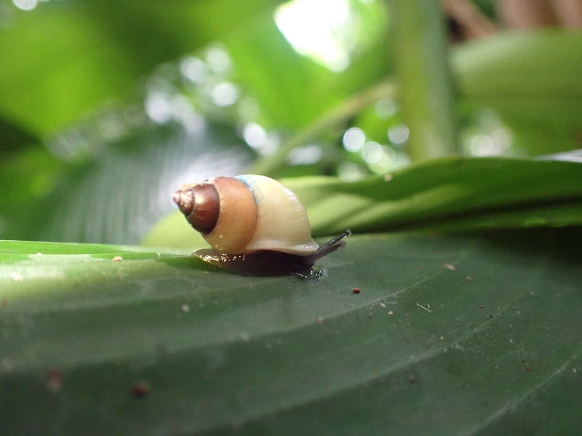 Latest issue of the Mollusc Specialist Group's newsletter 'Tentacle' now out, with a summary of last year's work to re-establish Partula snails in the wild.  hawaii.edu/cowielab/Tenta…