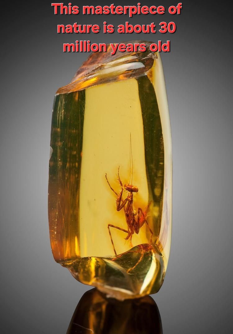 From: NATURE IS AMAZING 
#PrayingMantis #Mantis #Amber #FossilizedInsect #AncientInsect
#Paleontology #Paleoentomology #Prehistory #AncientLife
#Oligocene #TertiaryPeriod #Cenozoic #FossilRecord
#AncientEcosystems #ExtinctSpecies #NaturalHistory
#MuseumSpecimen #ScienceDiscovery