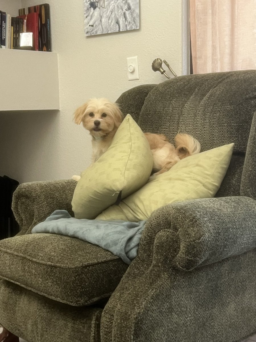 sarahschreib's tweet photo. @WWENikkiCross @WWE Be careful what you ask for. Underneath all that fur… she’s very intimidating! #sofluffy https://t.co/J4tb8fNlc0