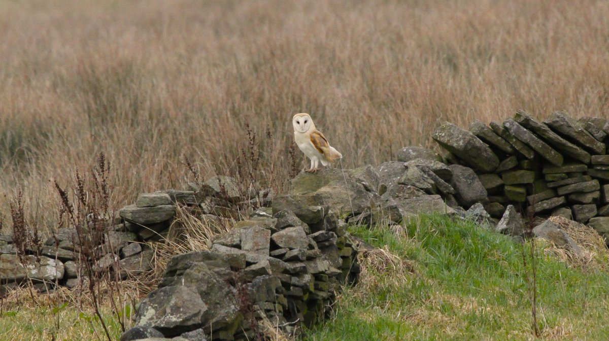 Greater Manchester/Derbyshire border - It is sleeting as i write, but heartening to see several daytime hunting barn owls catching voles in the last week or so, often hunting together. Looks like they will get through a wet winter,courtesy of vole rich, rewilded fields.