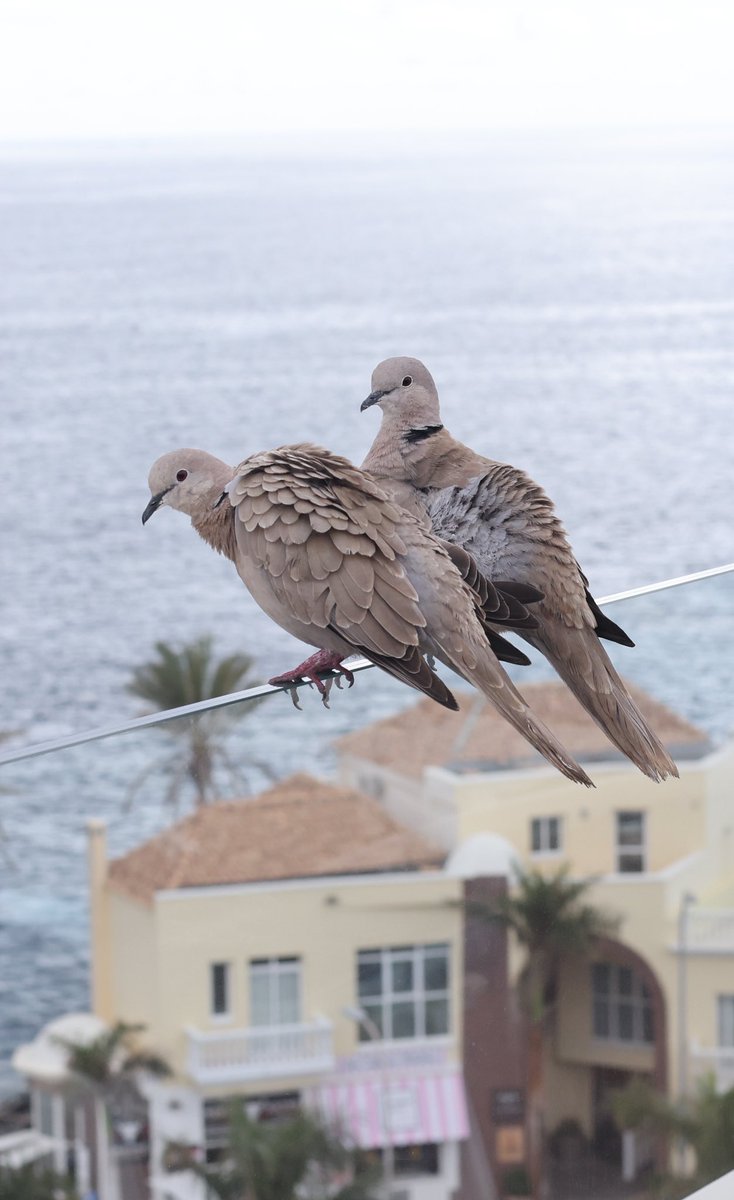 Two collared Doves on holiday #bird #birding #birdlovers #birdoftheday #birdphotography #birds #BirdsOfTwitter #BirdsSeenIn2024 #birdwatchers #birdwatching #NaturePhotography #wildlifephotography #TwitterNatureCommunity #Tenerife #BigGardenBirdWatch #animallover