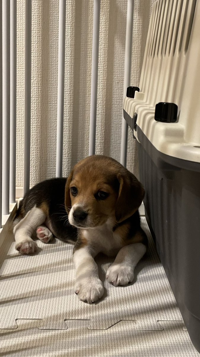 Yoshimitsu_Gun's tweet photo. 我が家に子犬がやって来た！

名前はLiam(リアム)。
その名に恥じぬ暴れん坊。 https://t.co/VCtClcUPEN