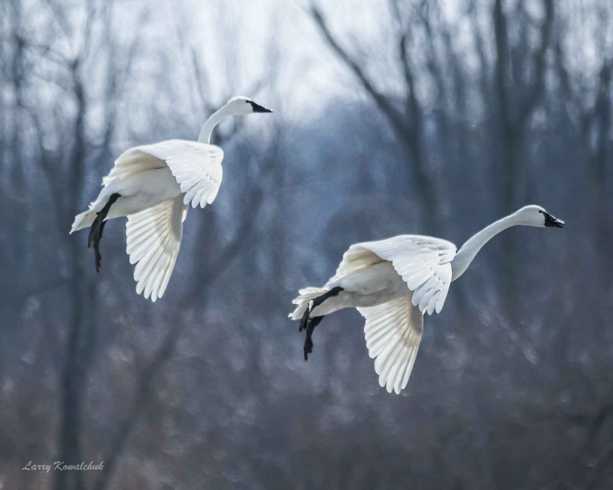 Landing Approach Visiting the stop over these Tundra Swans do on their migration to the summer residence in the Arctic. #TundraSwans #naturelover #naturephotography #ThamesCentrePhotographer #OntarioCanada