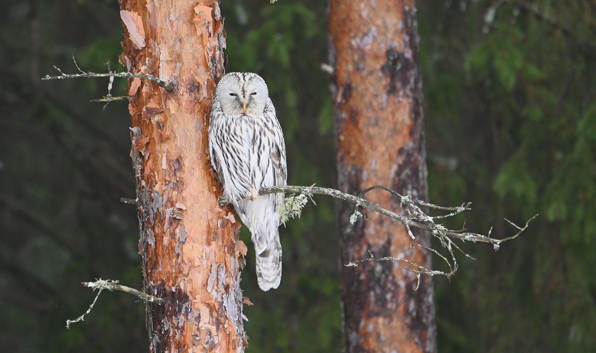 #suo retken yllätys #viirupöllö päivälevolla #metsä saarekkeen männyssä #luonto #linnut #Seinäjoki #owls #pöllöt