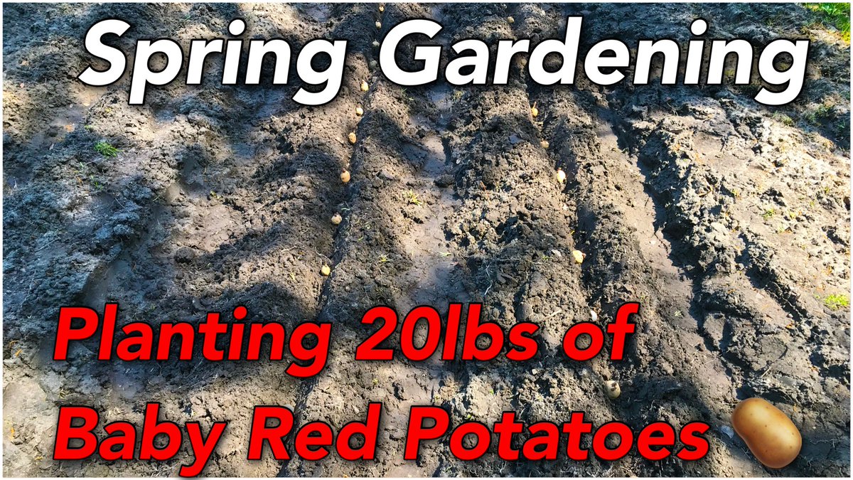 Alion_Unleashed's tweet image. Spring Gardening | Planting 20lbs of Baby Red Potatoes

youtu.be/41WzS4CXbjg

#spring #gardening #potato