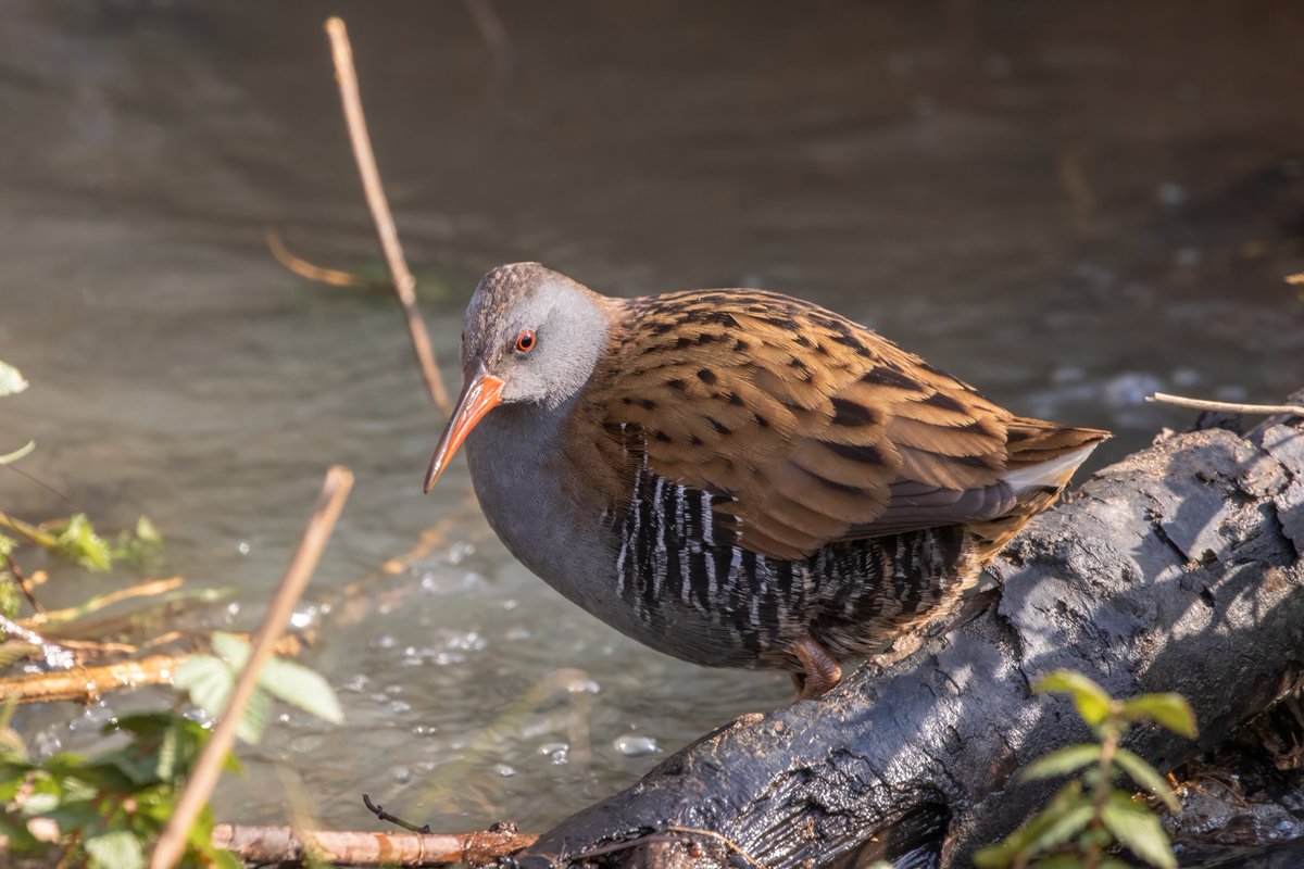 Water Rail. That's a first for me.