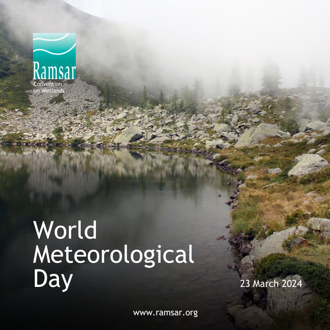 Wetlands are critical ecosystems in #ClimateChange mitigation and adaptation. They have an essential role in regulating the global climate while also maintaining water cycles and moderating temperature extremes. ➡️ wmo.int/publication-se… #WorldMetDay #WetlandsMatter