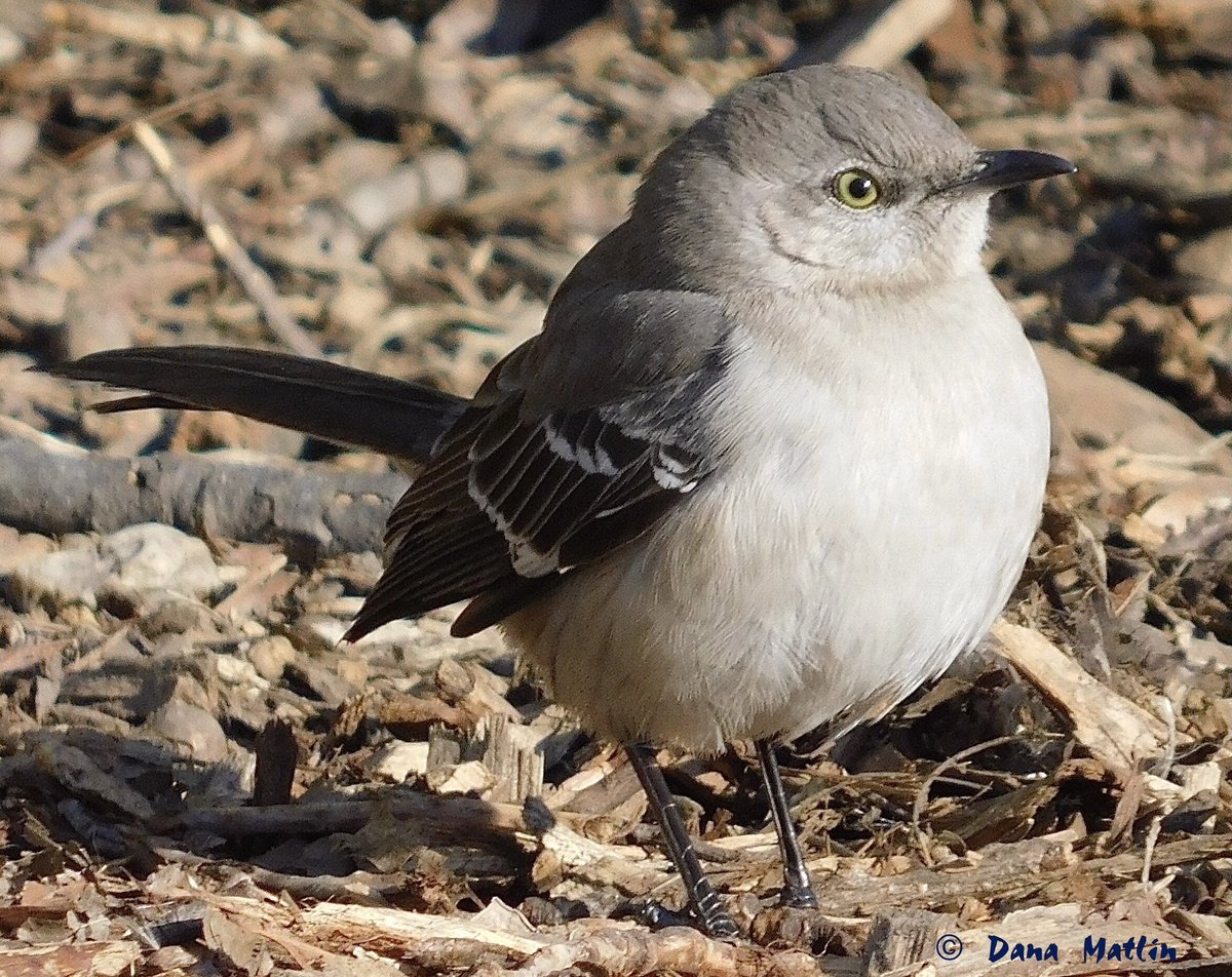 A Northern Mockingbird basking in the sun in Carl Schurz Park yesterday. #birdcpp #BirdsOfTwitter #BirdsSeenIn2024 #birdwatching #birdphotography #naturephotography