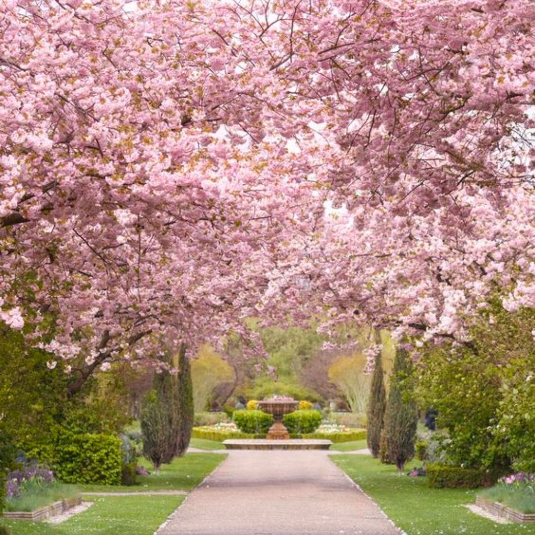 UKinArgentina's tweet photo. Llegó la primavera al Reino Unido 🇬🇧 🌷

Hay cerezos en flor 🌸 por toda la capital británica.

📍 St Paul's Cathedral
📍 Kensington
📍 Regent's Park
📍 Kew Gardens https://t.co/GHtE4C0AK2