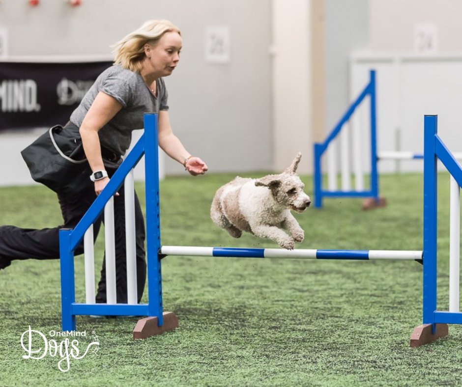 OneMindDogs's tweet photo. π Agility handling technique highlight β Whisky Cross π₯
πΎ Learn more and see a video here π https://t.co/HWcrcxB4tT
#oneminddogs #dogagility #agilityhandling https://t.co/lo5wczp3OG