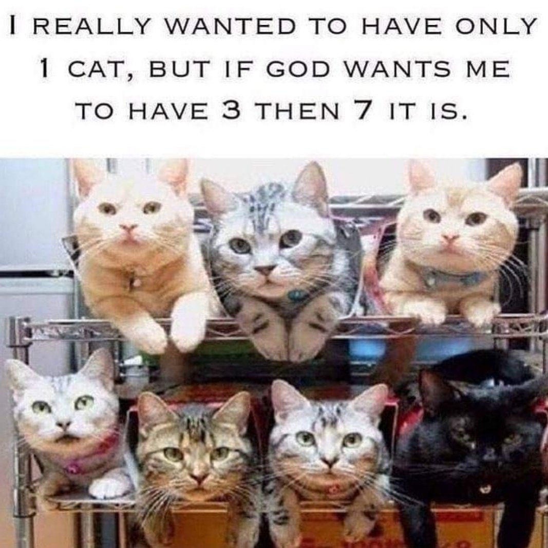 mildredcrazycat's tweet photo. The numbers add up 😺😺 #Caturday https://t.co/NdjYUgG2FG