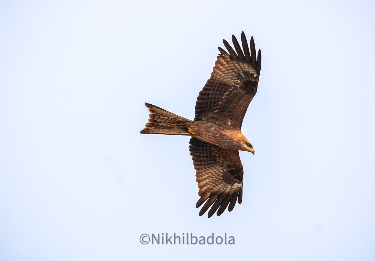 You are free, fearless, you are flying.

In pic: black kite

#shotoncanon1500d
#flying #IndiAves #naturephotography #birdphotography #kite #natgeowild #wildlife #stormhour #photooftheday #photography #flyingbird