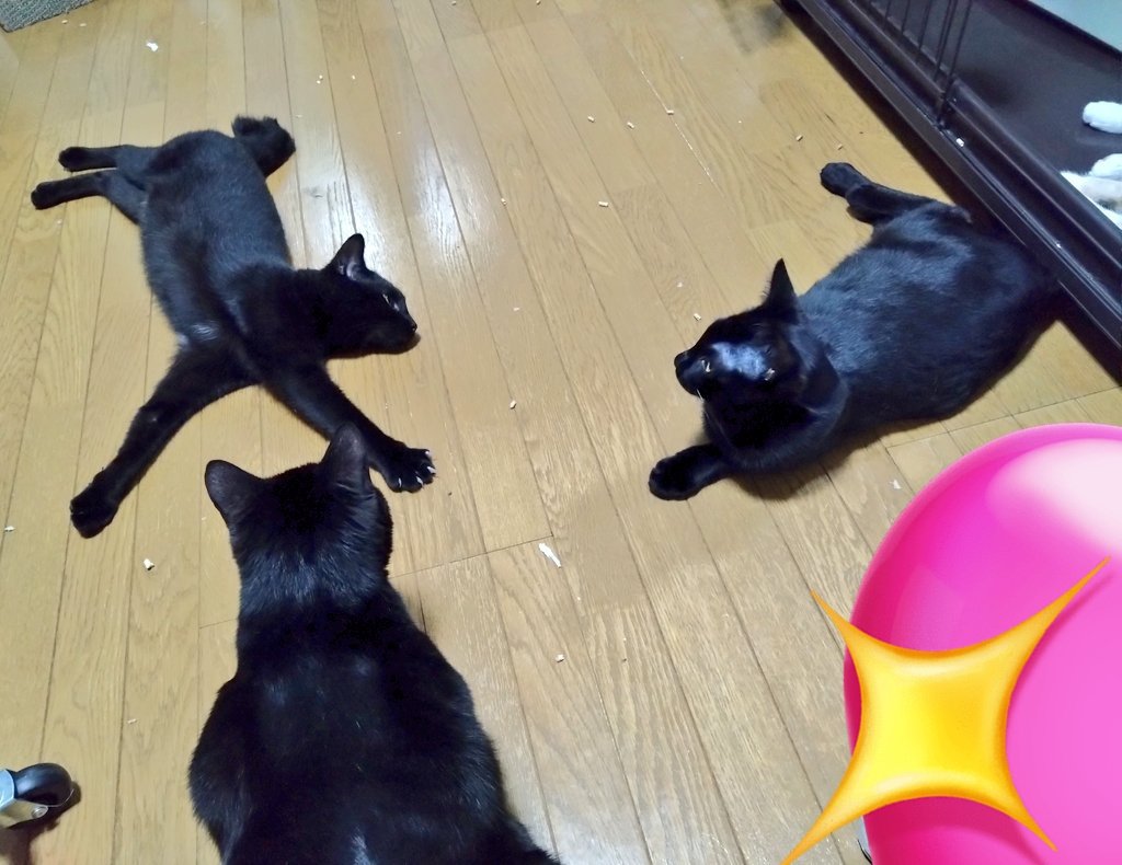 黒猫の集い