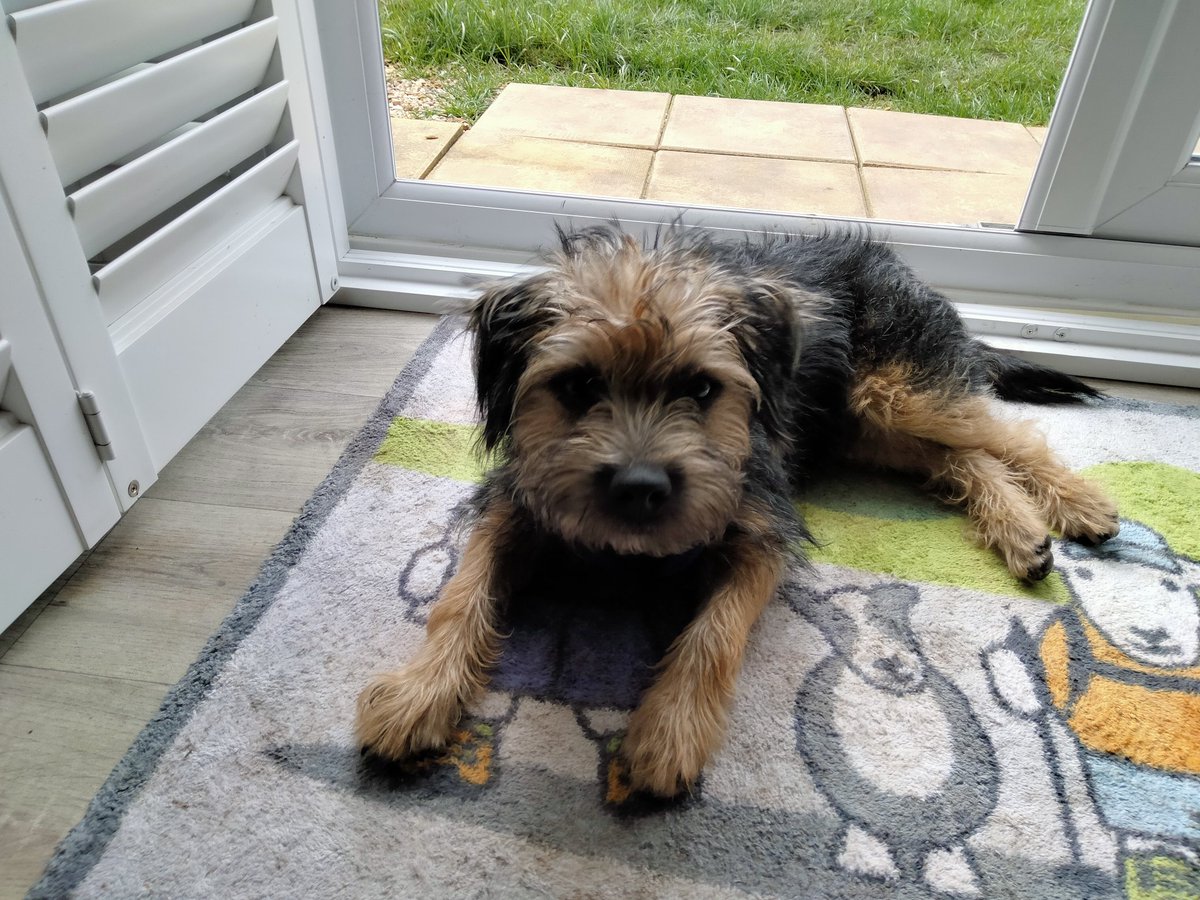 Benedict the Border Terrier enjoying some chill time on #NationalPuppyDay #BTPosse @HomesChristineH @PuppySchoolUK