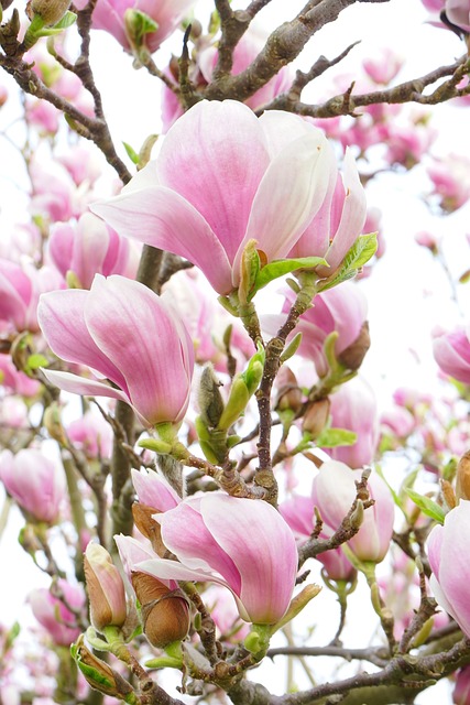 probstphilipp's tweet photo. Lust auf ein bisschen Streik ... Mein neuster Fahrtenschreiber, erschienen vor einer Woche in der BaZ (da haben die Magnolien noch geblüht ...): https://t.co/d7TMat7AnE
Foto: Pixabay https://t.co/tsVsVlp7W2