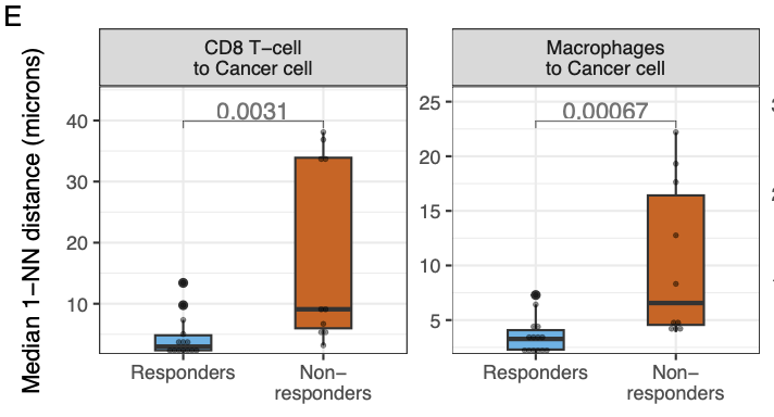 nature.com/articles/s4146… Great work by <a href="/_alberto_gil/">Alberto Gil Jimenez</a> to understand why CD8 T-cell density is not necessarily predictive for IO response in UC. It's the distance that matters! <a href="/NKI_nl/">The Netherlands Cancer Institute</a> <a href="/tompowles1/">Tom Powles</a> <a href="/ProfCUBlankNKI/">Christian Blank</a> <a href="/lab_kok/">MarleenKokLab</a> <a href="/PGrivasMDPhD/">Petros Grivas</a> <a href="/hetAVL/">Antoni van Leeuwenhoek</a> @MattGalsky