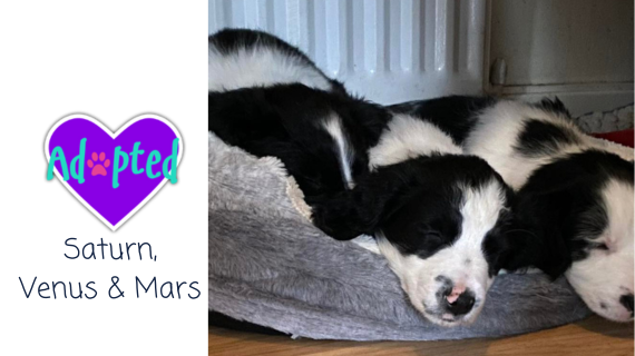 The planet pups have been adopted 😁 almosthome.dog #NorthWales #RescueDog #DogRescue Don’t forget to join our Facebook community group for updates on all our dogs in their new homes, foster homes and from our volunteer walkers 😁 facebook.com/groups/almosth…