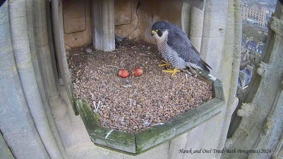 Bath Peregrines tweet media