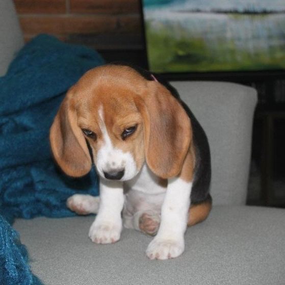Beagle Facts tweet media