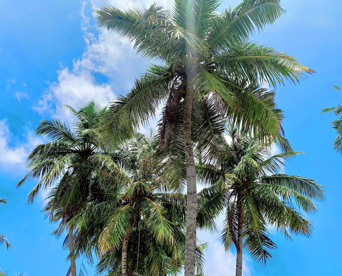 “You have to dream before your dreams can come true.' 💗
.
.

#sunnysideoflife #travel #tourism #hospitality #nature #love
#adventure #visitfodhdhoo #maldives #sabbabeachsuite #WorldsLeadingDestination #sabbabeachvillasandspa #fodhdhoo #sabbawhitesandcatamaran #visitmaldives 🌴