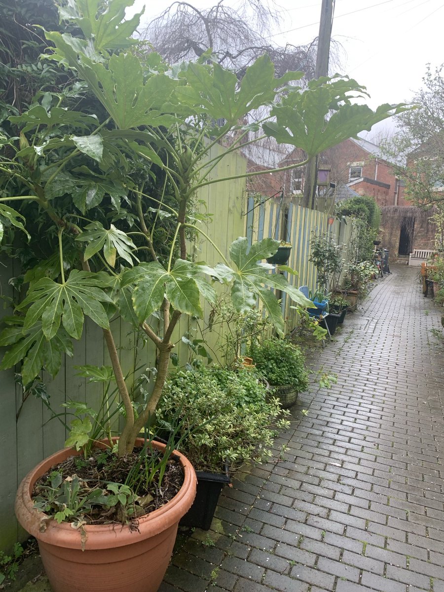 Wildflower Alley ready for public tomorrow Sunday 1-4pm. The installation of Alley gates 9 years ago enabled us to transform a rubbish strewn dangerous black spot into this. Thank you Belfast City Council, DFI and volunteers. Hope new Holyland Alleygates work this way too!